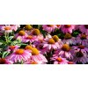 Echinacea purpurea Feeling Pink