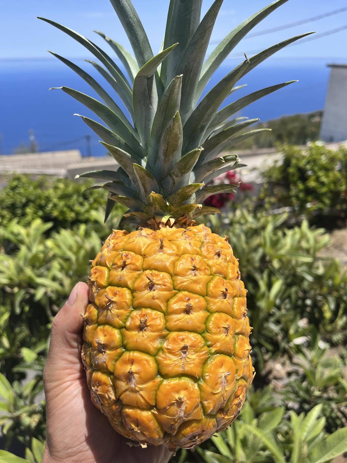 Jak se dostane ananas z Kanárských ostrovů až k vám domů?