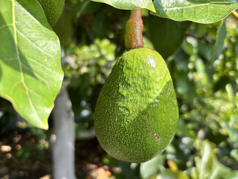 Proč by avokádo mělo dozrát až u vás doma? Pravda o „Ready to Eat“ plodech