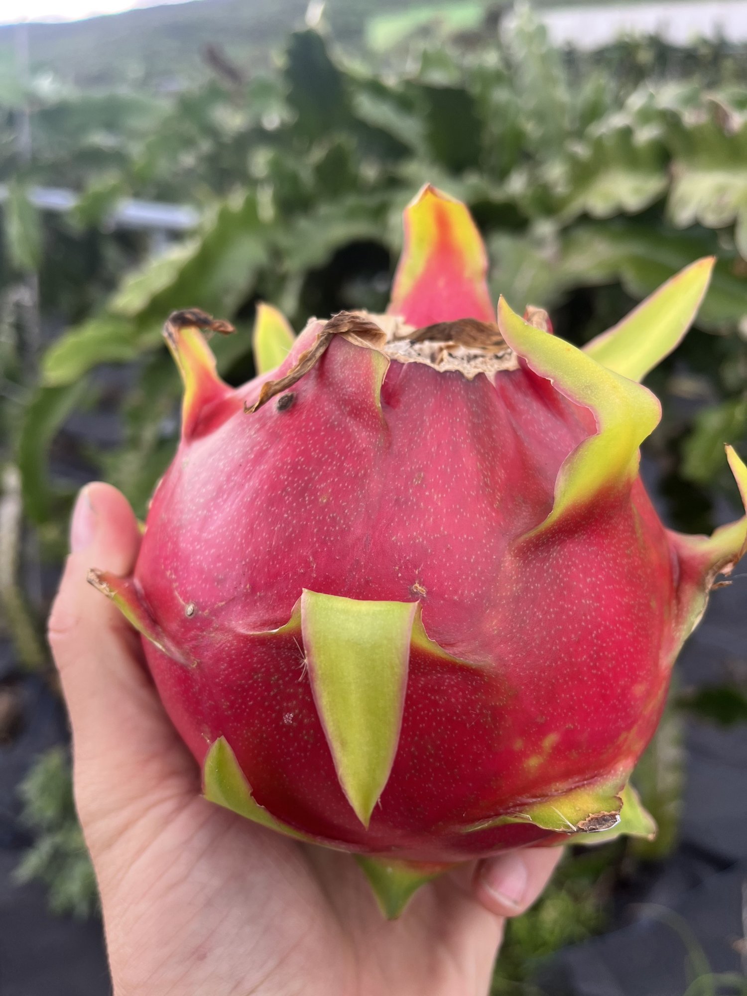 Co je dračí ovoce? Kompletní průvodce světem dračího ovoce