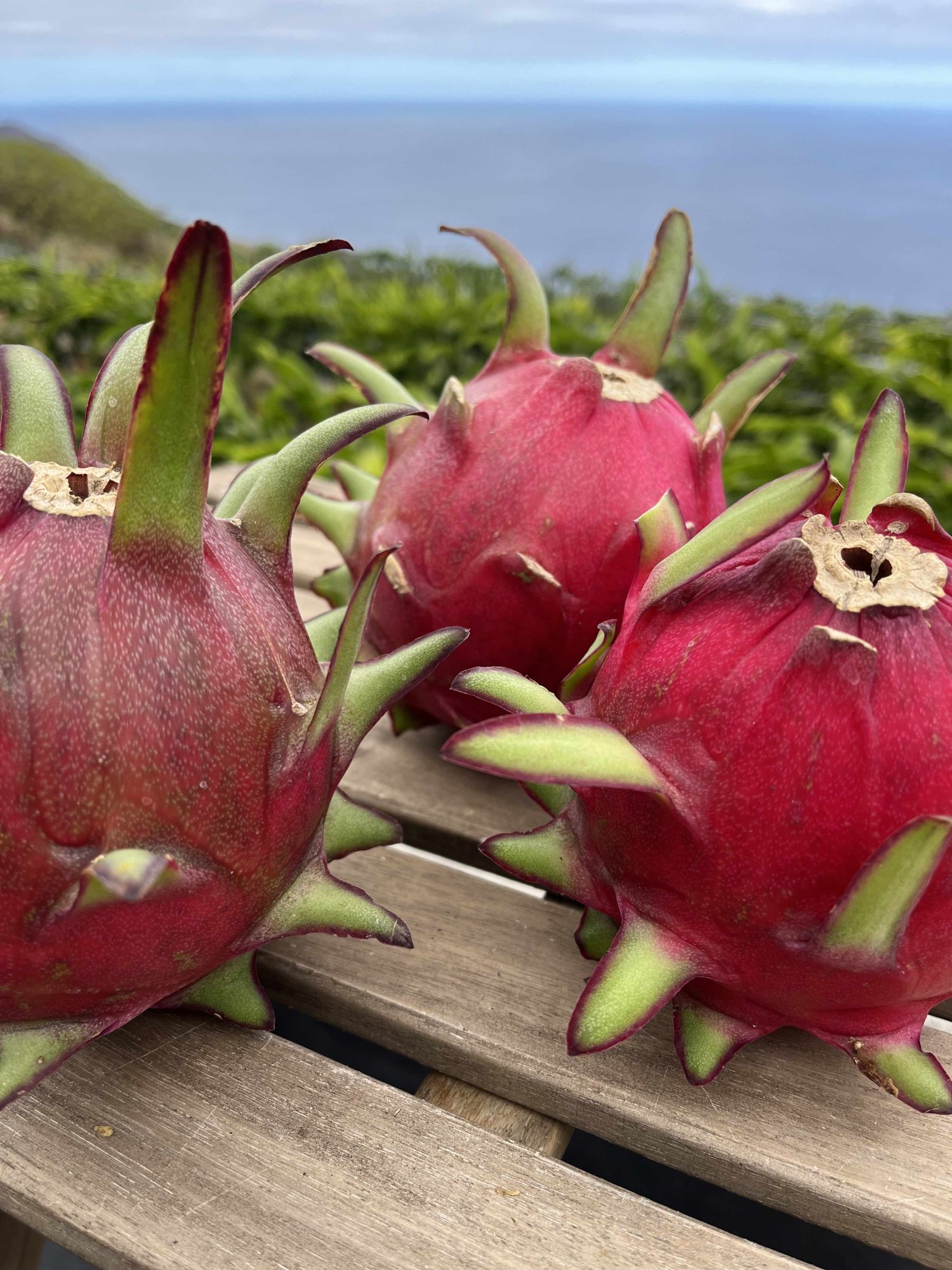 What is dragon fruit - exotic on a plate