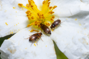 Hmyz v zemědělství: klíčová role pro biodiverzitu