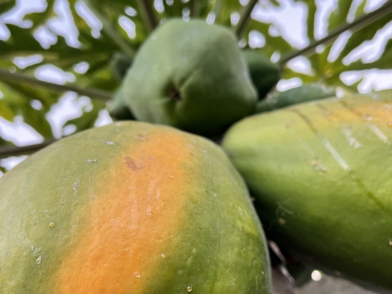 Cesta k dokonalé papáji: Proč by měla dozrávat až u vás doma?