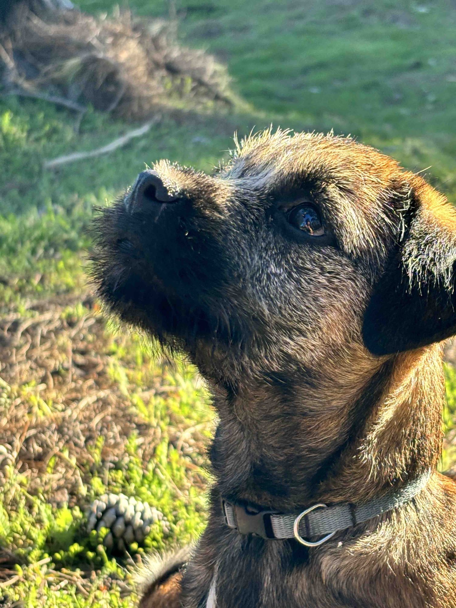 Môže pes jesť ananás?