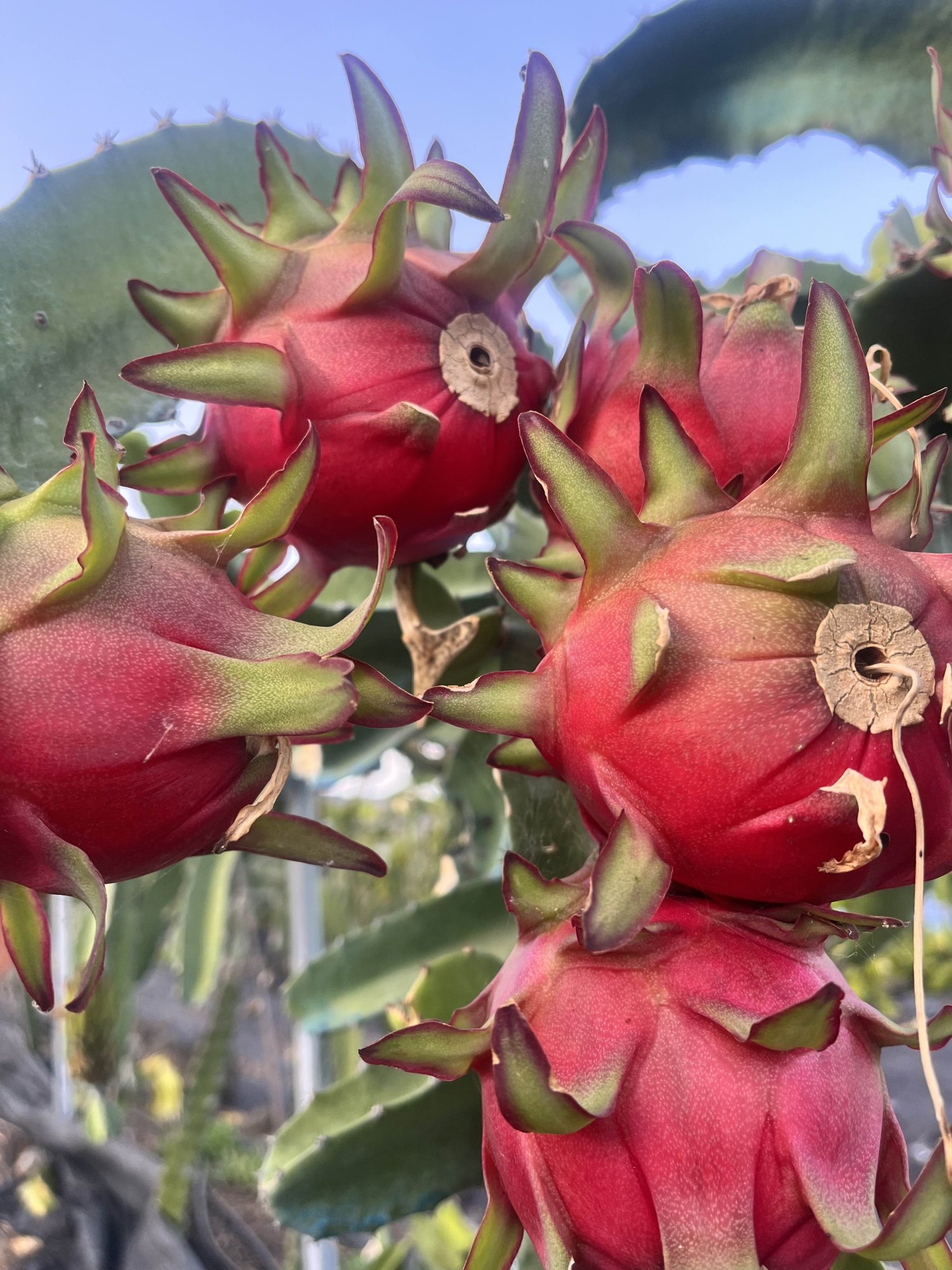 Čo je dračie ovocie? Kompletný sprievodca dračím ovocím