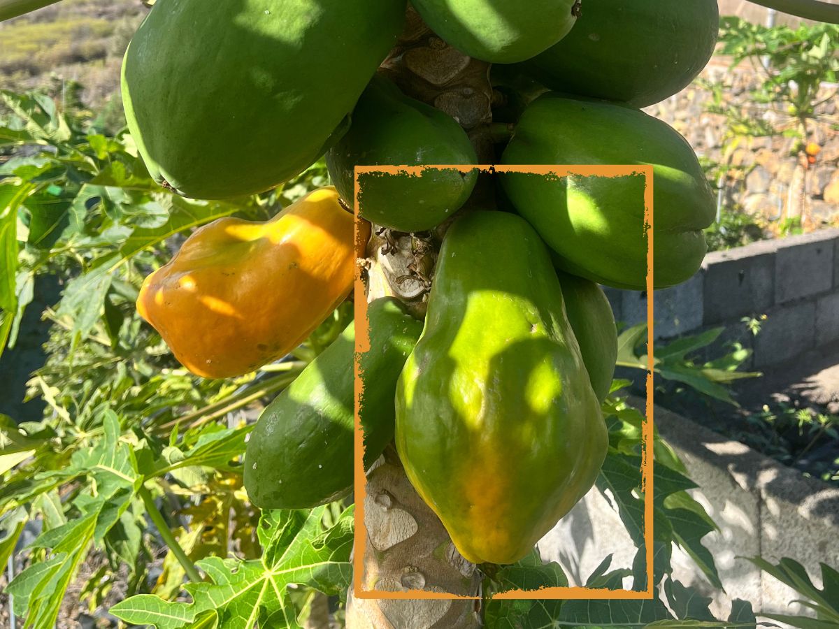 Ideální barva papáji pro sklizeň (color break)