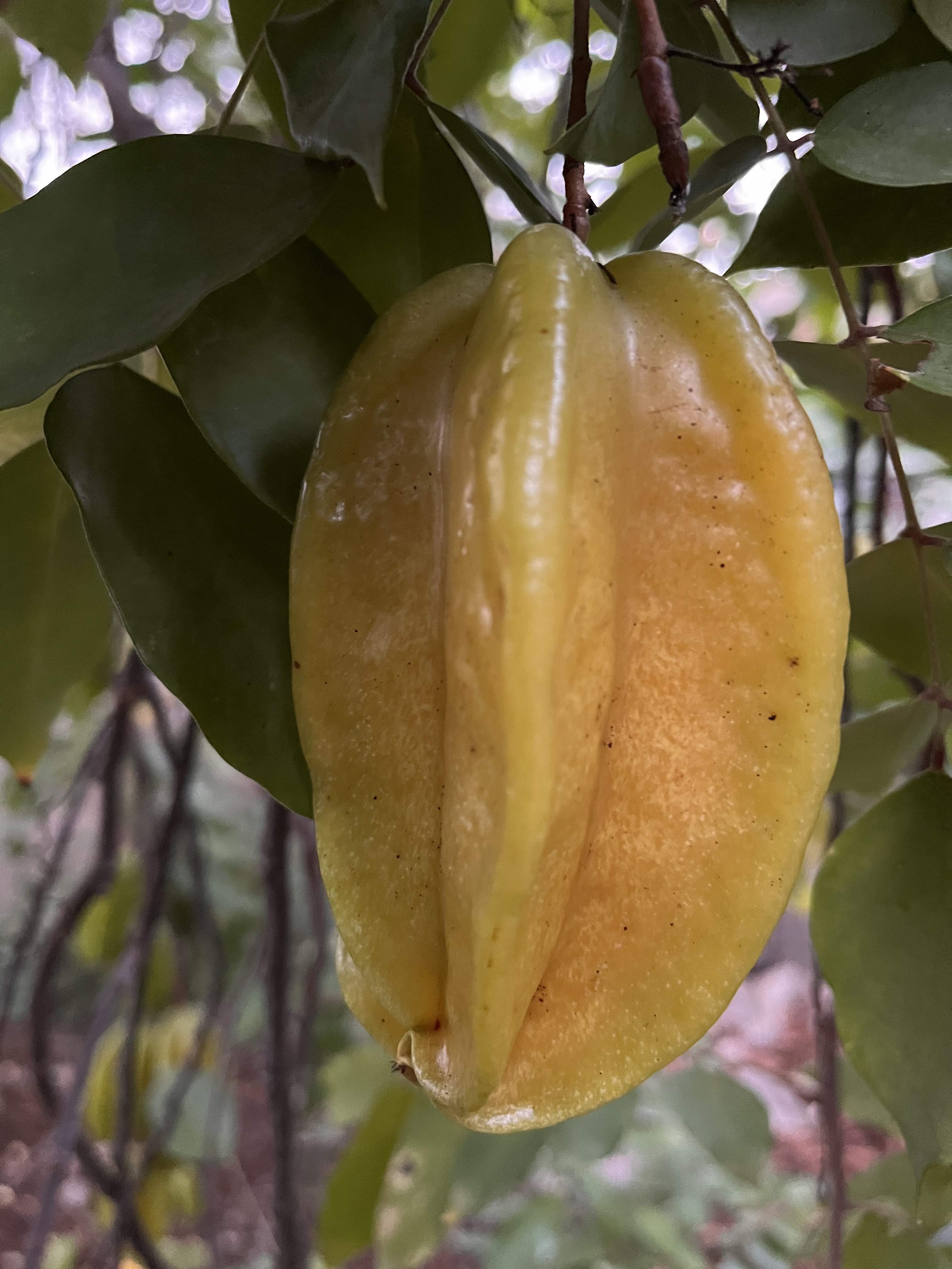 karambola