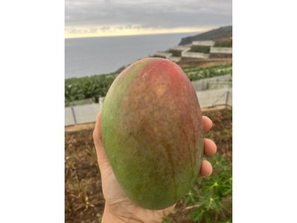 mango la palma