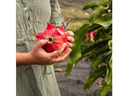 Přednáška o La Palmě a rodinné farmě na dračí ovoce | Ostrovchuti