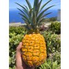 ananas2