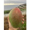 mango la palma