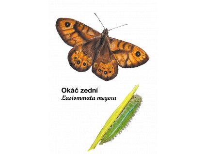 okáč zední
