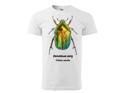 zlatohlávek (bílá)