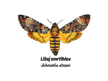 Samolepka s motýlem - lišaj smrtihlav