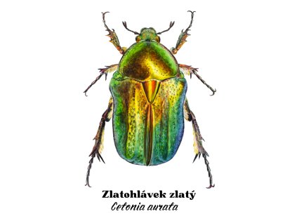 Samolepka s broukem - zlatohlávek zlatý
