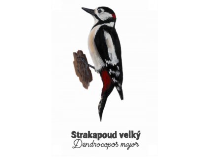 strakapoud