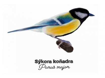sýkora