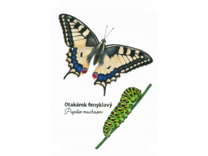 otakárek