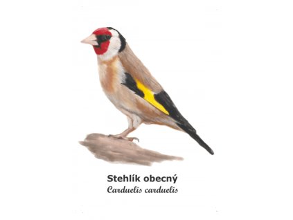 stehlík