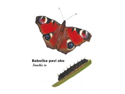 babočka
