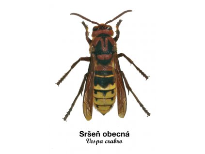 sršeň