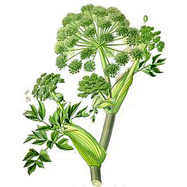 Andělika lékařská