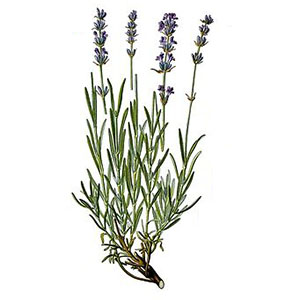 Levandule lékařská