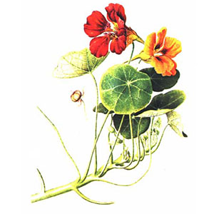 Lichořeřišnice větší