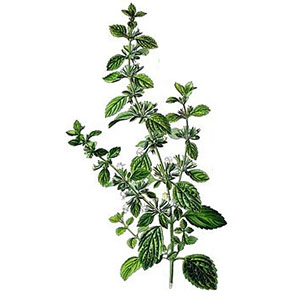 Meduňka lékařská