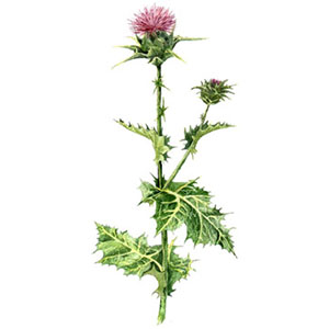 Ostropestřec mariánský