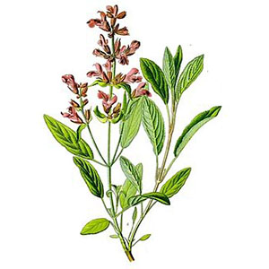 Šalvěj lékařská