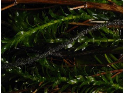 f682366ceafaed 199 05568