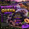 PURPLE QUEEN – Plum