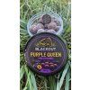 Purple Queen