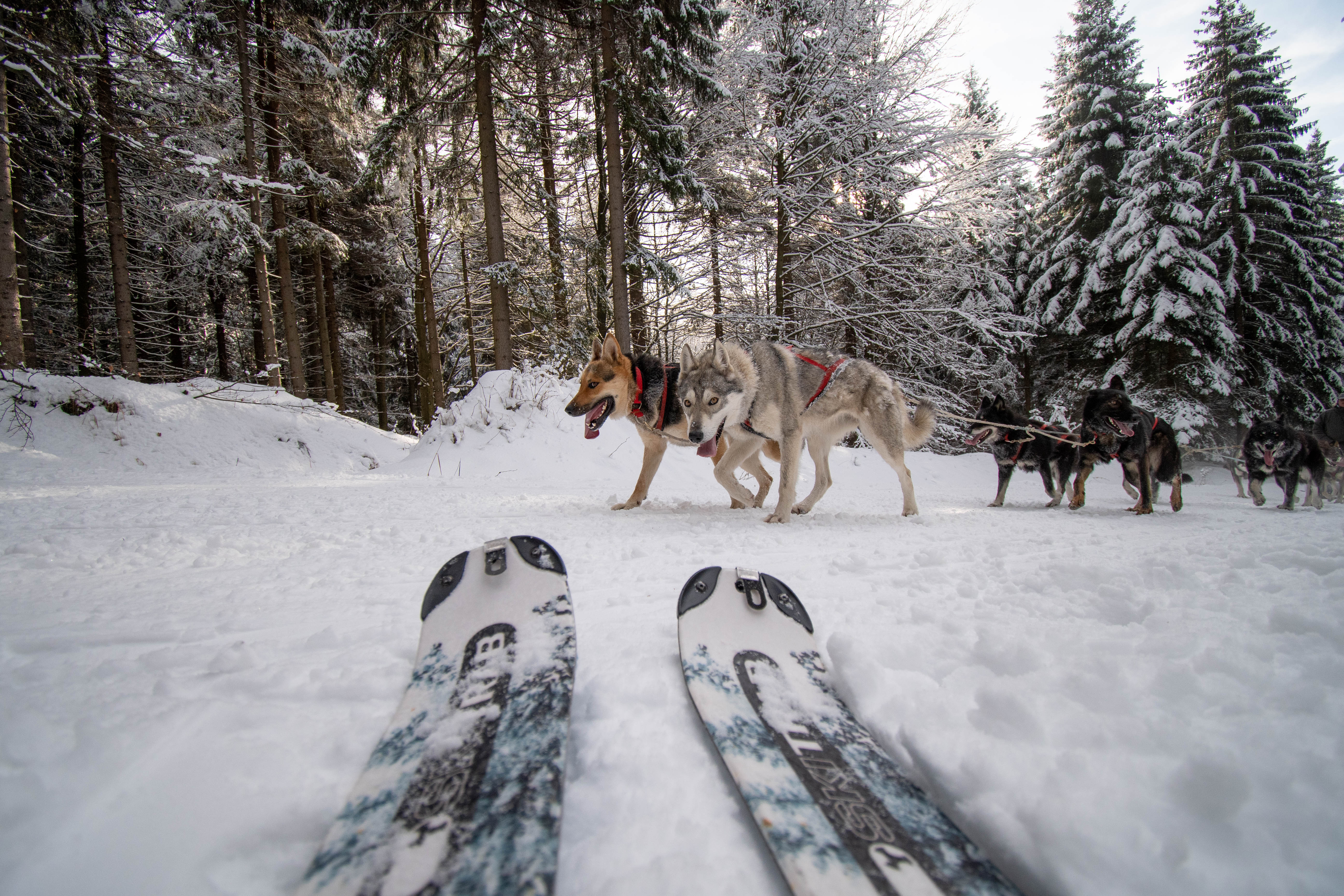 Půjčuji skialpové lyže v Orlických horách