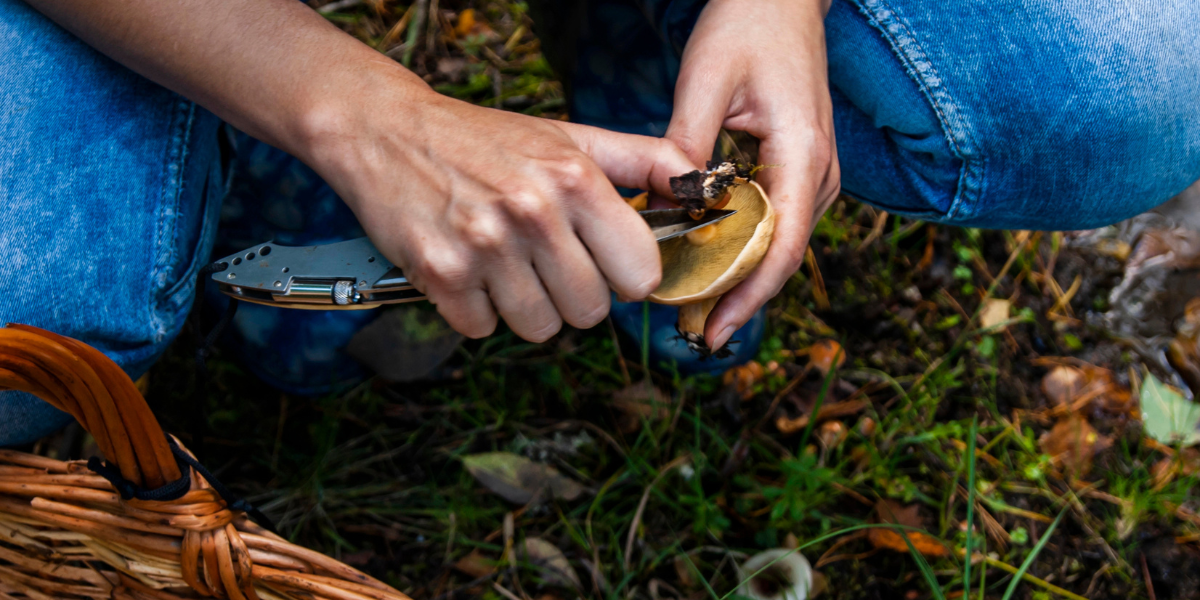 Co si s sebou nezapomenout vzít do lesa na houby?