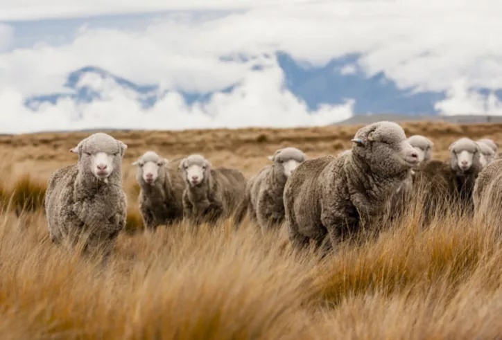 2ndCut-Sheep-In-Field