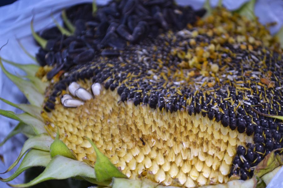 Skúmali sme Slnečnicu