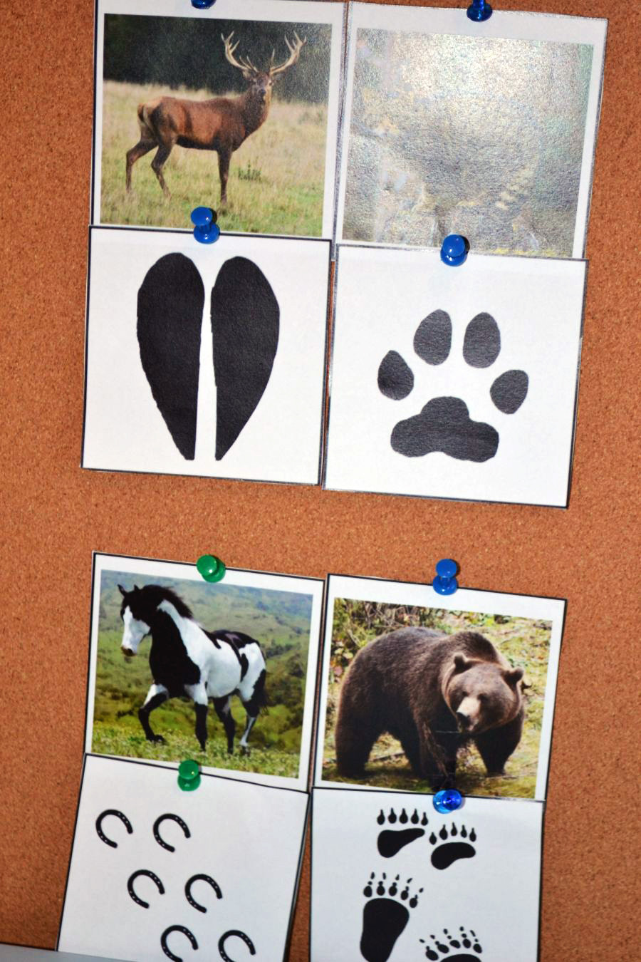 Spoznávame a priraďujeme stopy k zvieratkám + predloha