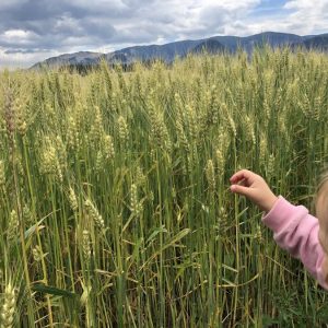 Odkiaľ je mak? A ako vzniká múka?