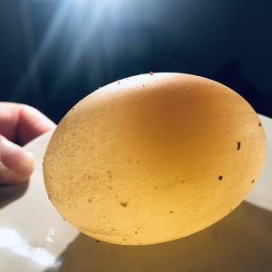 Pokusy pre deti: Vajíčko 24 hodín v octe