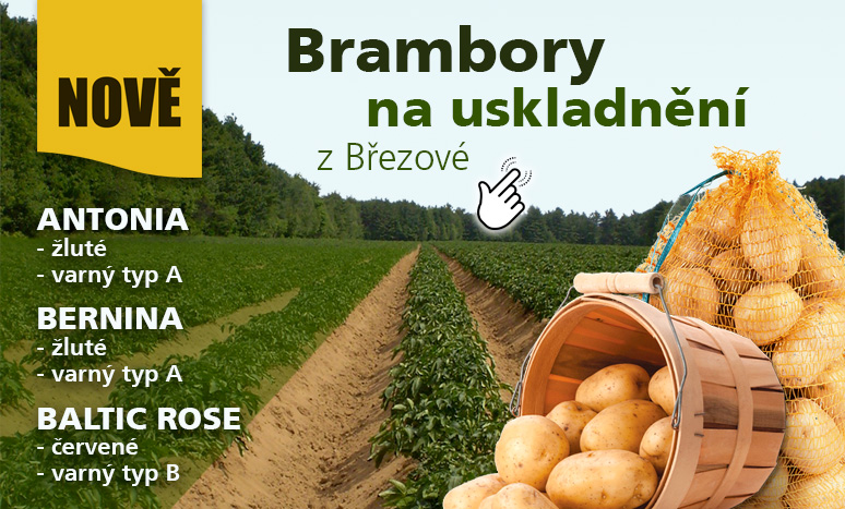 Brambory na uskladnění
