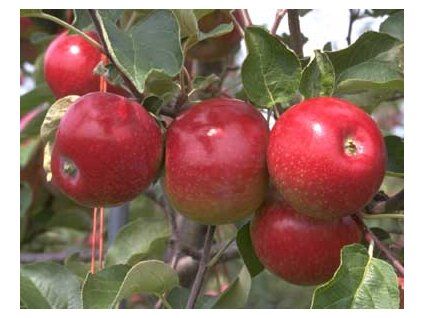 apples