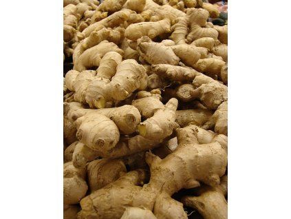Zingiber officinale