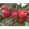 apples