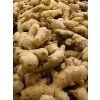 Zingiber officinale