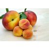 apricots 2527193 1920