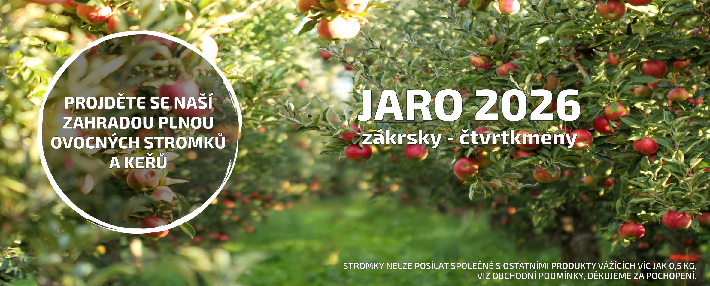 Prodej ovocných stromků a keřů - JARO 2026