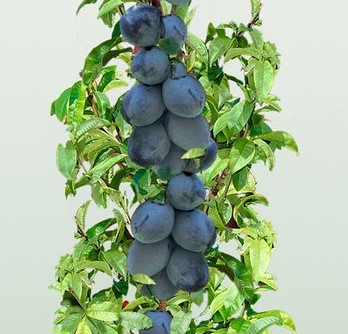 Hnojivo na brambory 5kg Hnojivo na brambory 5kg