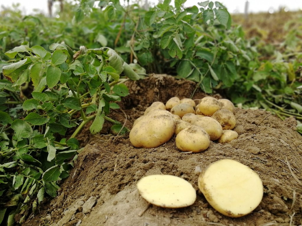 Odrůda brambor belana: Pěstování a Využití